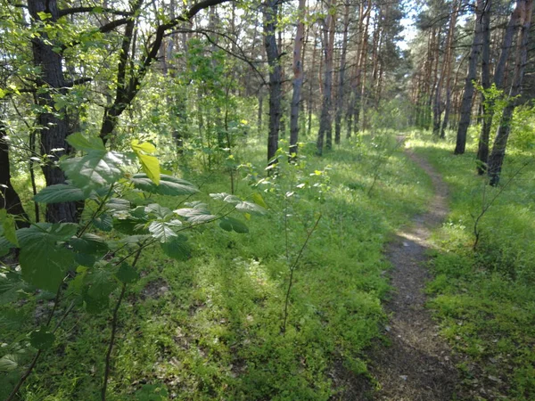 Trees Forest Spring Forest Sun Trees Walk Woods Nature — Stock Photo, Image