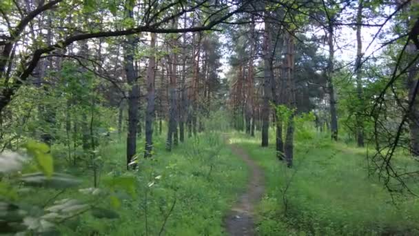 Árvores Floresta Floresta Primavera Sol Através Das Árvores Caminhe Pela — Vídeo de Stock