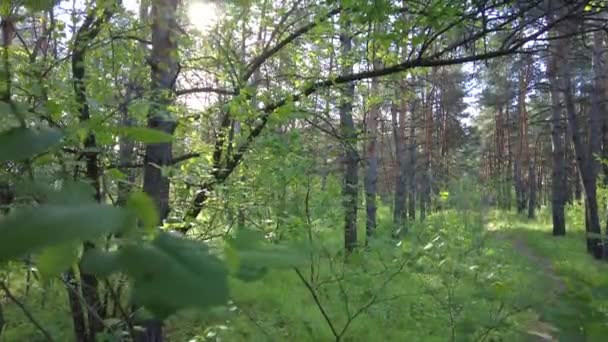 Árvores Floresta Floresta Primavera Sol Através Das Árvores Caminhe Pela — Vídeo de Stock