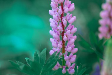 Topak topak çiçekleri. Damlalı büyük yeşil yapraklar. Yaprakların üzerine yağmur damlaları.