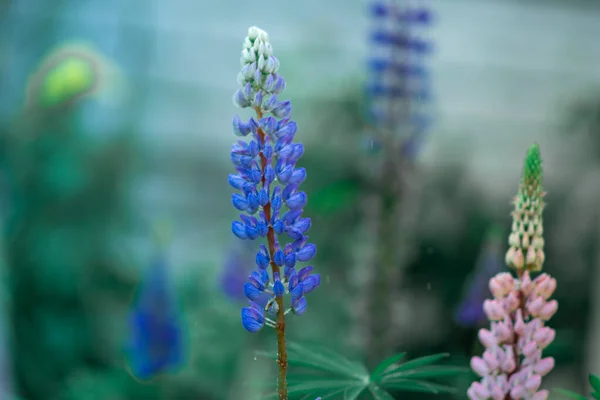 ランピンの花 大きな緑色の葉が落ちています 葉の上に雨が降り — ストック写真