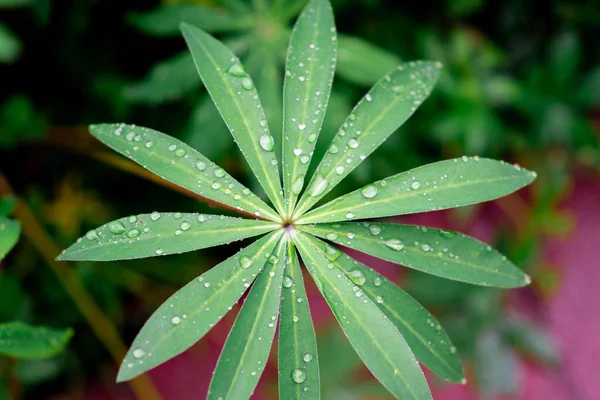 Lumpenblätter Große Grüne Blätter Mit Tropfen Regentropfen Auf Den Blättern — Stockfoto