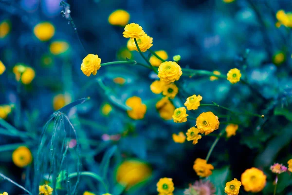 Pequeñas Flores Amarillas Hermosas Flores Primavera Caléndula Cltha Flores Silvestres — Foto de Stock