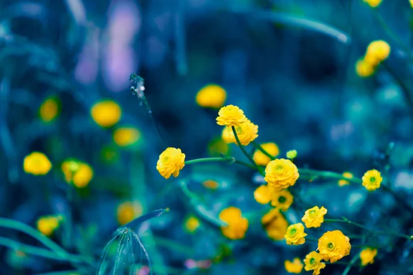 Pequeñas Flores Amarillas Hermosas Flores Primavera Caléndula Cltha Flores Silvestres — Foto de Stock