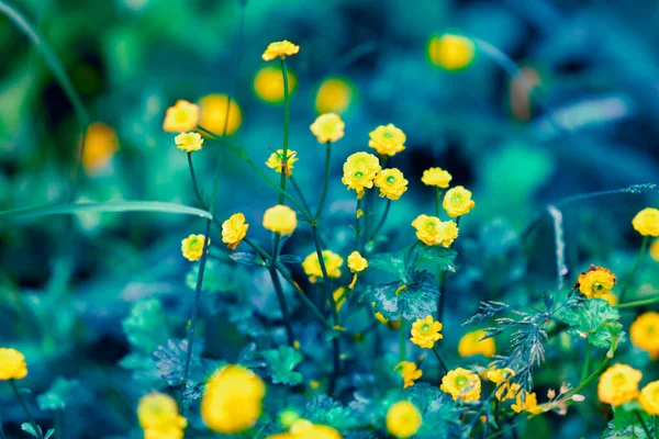 小さな黄色い花 美しい春の花 マリゴールド クレタ 夏の野花 — ストック写真