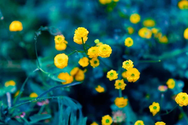 Pequeñas Flores Amarillas Hermosas Flores Primavera Caléndula Cltha Flores Silvestres —  Fotos de Stock