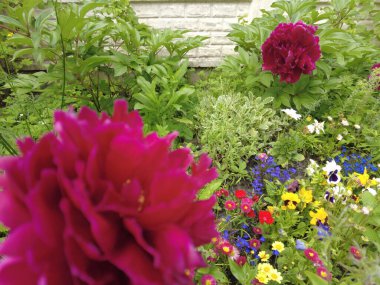 Şakayık çiçeği. Güzel kırmızı şakayık.