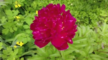 Şakayık çiçeği. Güzel kırmızı şakayık.