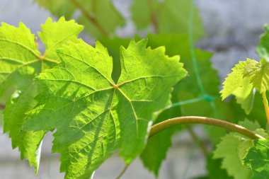 yeşil üzüm yaprakları. Genç üzümler. Güneş ve yeşil yapraklar. Yaprakların arasından ışık.