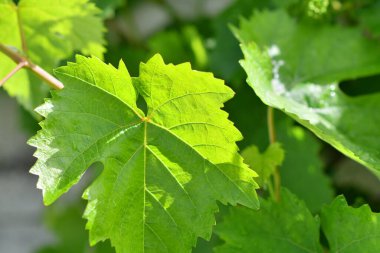 yeşil üzüm yaprakları. Genç üzümler. Güneş ve yeşil yapraklar. Yaprakların arasından ışık.
