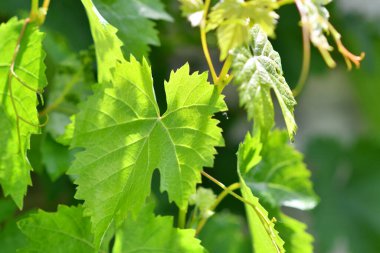 yeşil üzüm yaprakları. Genç üzümler. Güneş ve yeşil yapraklar. Yaprakların arasından ışık.