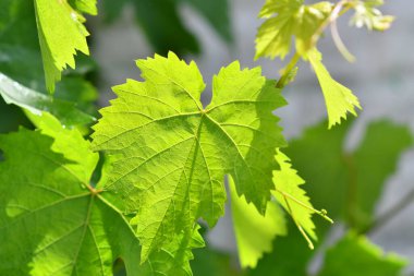 yeşil üzüm yaprakları. Genç üzümler. Güneş ve yeşil yapraklar. Yaprakların arasından ışık.