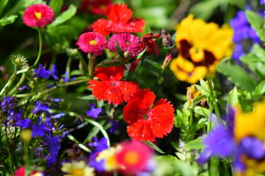 Küçük karanfil çiçekleri. Çiçek tarhında kırmızı karanfil. Parlak yaz çiçekleri olan çiçek tarhı.