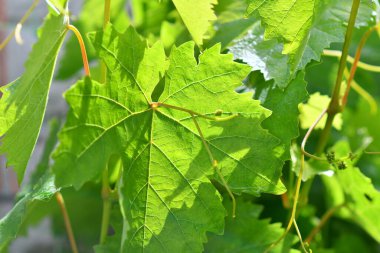 yeşil üzüm yaprakları. Genç üzümler. Güneş ve yeşil yapraklar. Yaprakların arasından ışık.