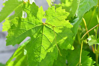 yeşil üzüm yaprakları. Genç üzümler. Güneş ve yeşil yapraklar. Yaprakların arasından ışık.