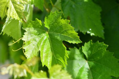 yeşil üzüm yaprakları. Genç üzümler. Güneş ve yeşil yapraklar. Yaprakların arasından ışık.