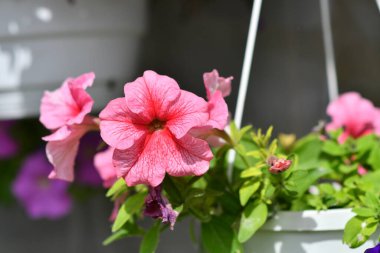 Saksıda petunyalar. çok renkli petuyalar var. saksıda çiçekler