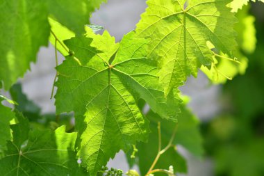 yeşil üzüm yaprakları. Genç üzümler. Güneş ve yeşil yapraklar. Yaprakların arasından ışık.