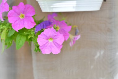 Saksıda petunyalar. çok renkli petuyalar var. saksıda çiçekler