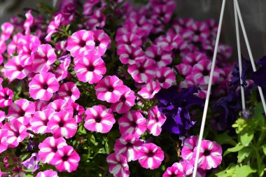 Saksıda petunyalar. çok renkli petuyalar var. saksıda çiçekler