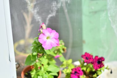 Saksıda petunyalar. çok renkli petuyalar var. saksıda çiçekler