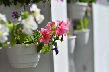 Saksıda petunyalar. çok renkli petuyalar var. saksıda çiçekler