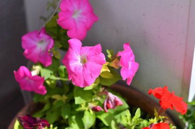 Saksıda petunyalar. çok renkli petuyalar var. saksıda çiçekler