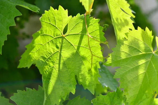 Hojas Verdes Uvas Uvas Jóvenes Sol Hojas Verdes Luz Través — Foto de Stock