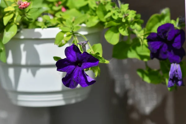 Petúnias Vasos Multi Coloridas Perpetuias Flores Vasos — Fotografia de Stock