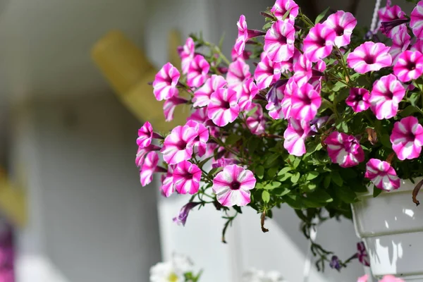 Petúnias Vasos Multi Coloridas Perpetuias Flores Vasos — Fotografia de Stock