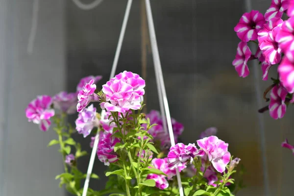 ポットのペチュニア 多色のペチアス 鉢の花 — ストック写真