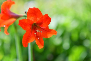 Zambak çiçeği. Kırmızı zambak. erkek organı ve erkek organı. Yapraklar kırmızı..