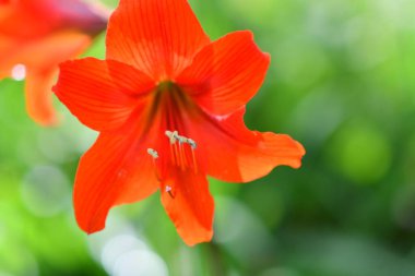 Zambak çiçeği. Kırmızı zambak. erkek organı ve erkek organı. Yapraklar kırmızı..