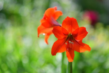 Zambak çiçeği. Kırmızı zambak. erkek organı ve erkek organı. Yapraklar kırmızı..