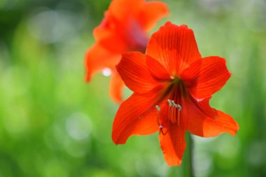 Zambak çiçeği. Kırmızı zambak. erkek organı ve erkek organı. Yapraklar kırmızı..
