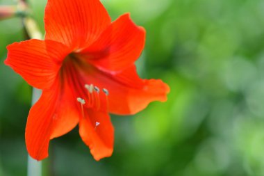 Zambak çiçeği. Kırmızı zambak. erkek organı ve erkek organı. Yapraklar kırmızı..