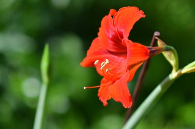 Zambak çiçeği. Kırmızı zambak. erkek organı ve erkek organı. Yapraklar kırmızı..