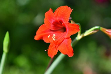 Zambak çiçeği. Kırmızı zambak. erkek organı ve erkek organı. Yapraklar kırmızı..