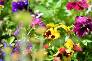 Çiçek tarhında hanım evlatları. Güzel çiçekler. Parlak çiçekli çiçek tarhı