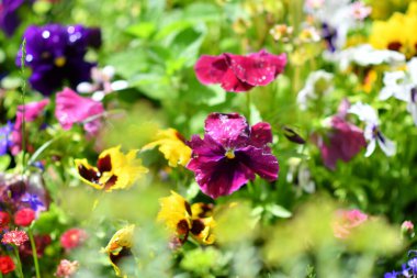 Çiçek tarhında hanım evlatları. Güzel çiçekler. Parlak çiçekli çiçek tarhı