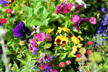 Çiçek tarhında hanım evlatları. Güzel çiçekler. Parlak çiçekli çiçek tarhı