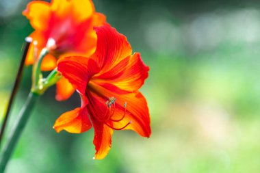 Zambak çiçeği. Kırmızı zambak. erkek organı ve erkek organı. Yapraklar kırmızı..