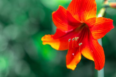 Zambak çiçeği. Kırmızı zambak. erkek organı ve erkek organı. Yapraklar kırmızı..