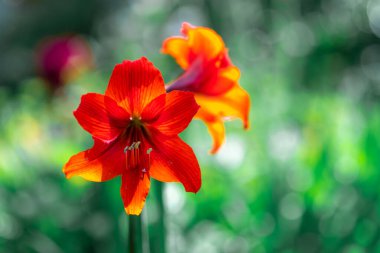 Zambak çiçeği. Kırmızı zambak. erkek organı ve erkek organı. Yapraklar kırmızı..