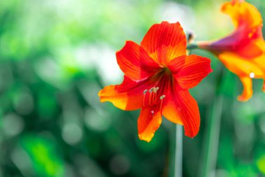 Zambak çiçeği. Kırmızı zambak. erkek organı ve erkek organı. Yapraklar kırmızı..
