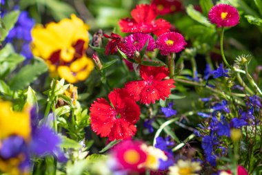 Küçük karanfil çiçekleri. Çiçek tarhında kırmızı karanfil. Parlak yaz çiçekleri olan çiçek tarhı.