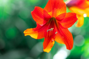 Zambak çiçeği. Kırmızı zambak. erkek organı ve erkek organı. Yapraklar kırmızı..