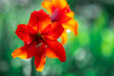 Zambak çiçeği. Kırmızı zambak. erkek organı ve erkek organı. Yapraklar kırmızı..