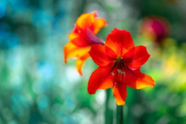 Zambak çiçeği. Kırmızı zambak. erkek organı ve erkek organı. Yapraklar kırmızı..