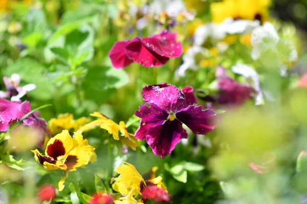Місіонери Клумбі Красиві Квіти Клумба Яскравими Квітами — стокове фото